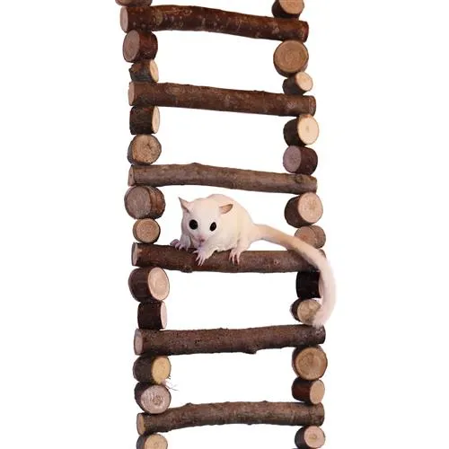 Branch Ladder